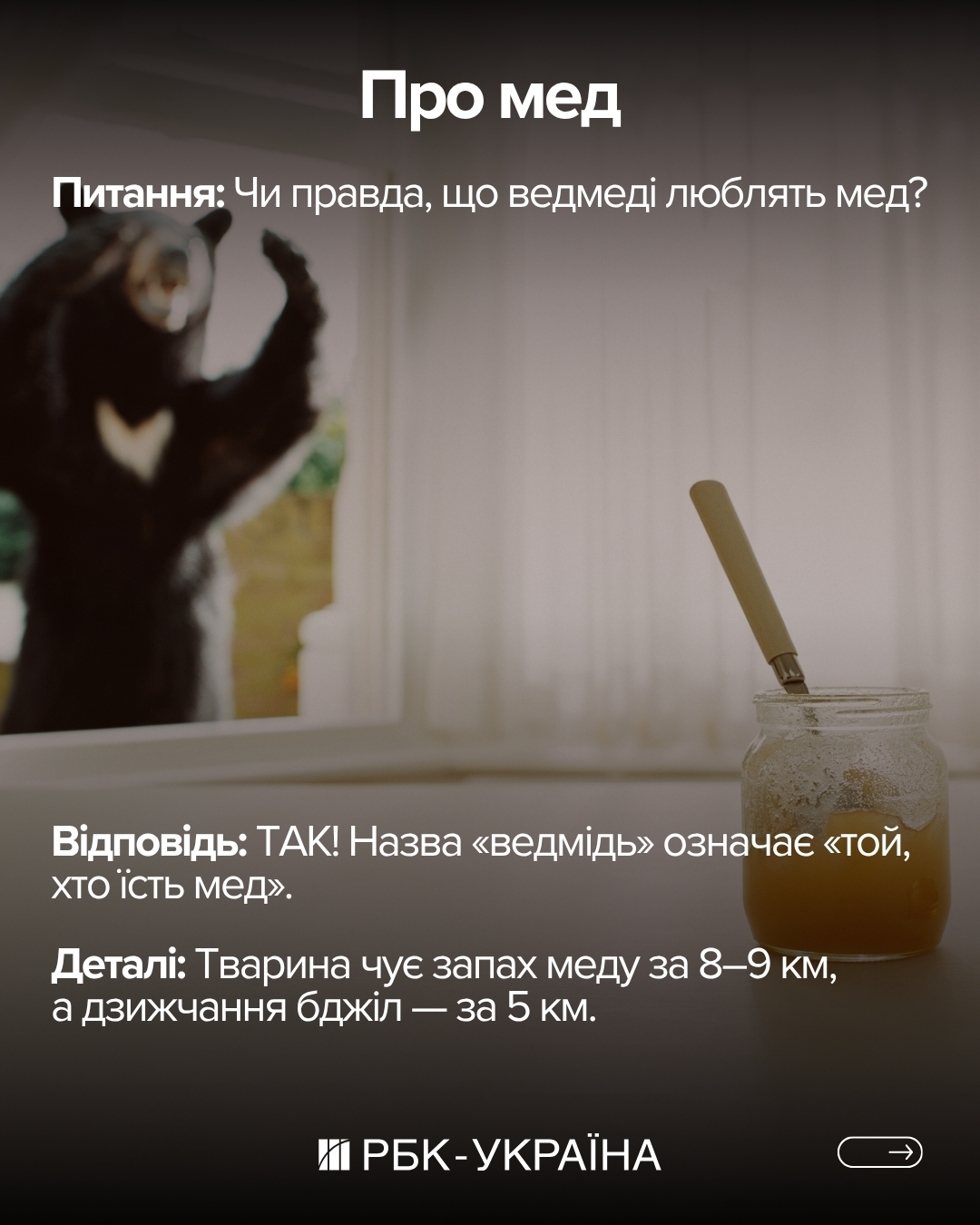 Правда чи міф: 10 фактів про ведмедів, у які ми вірили з дитинства