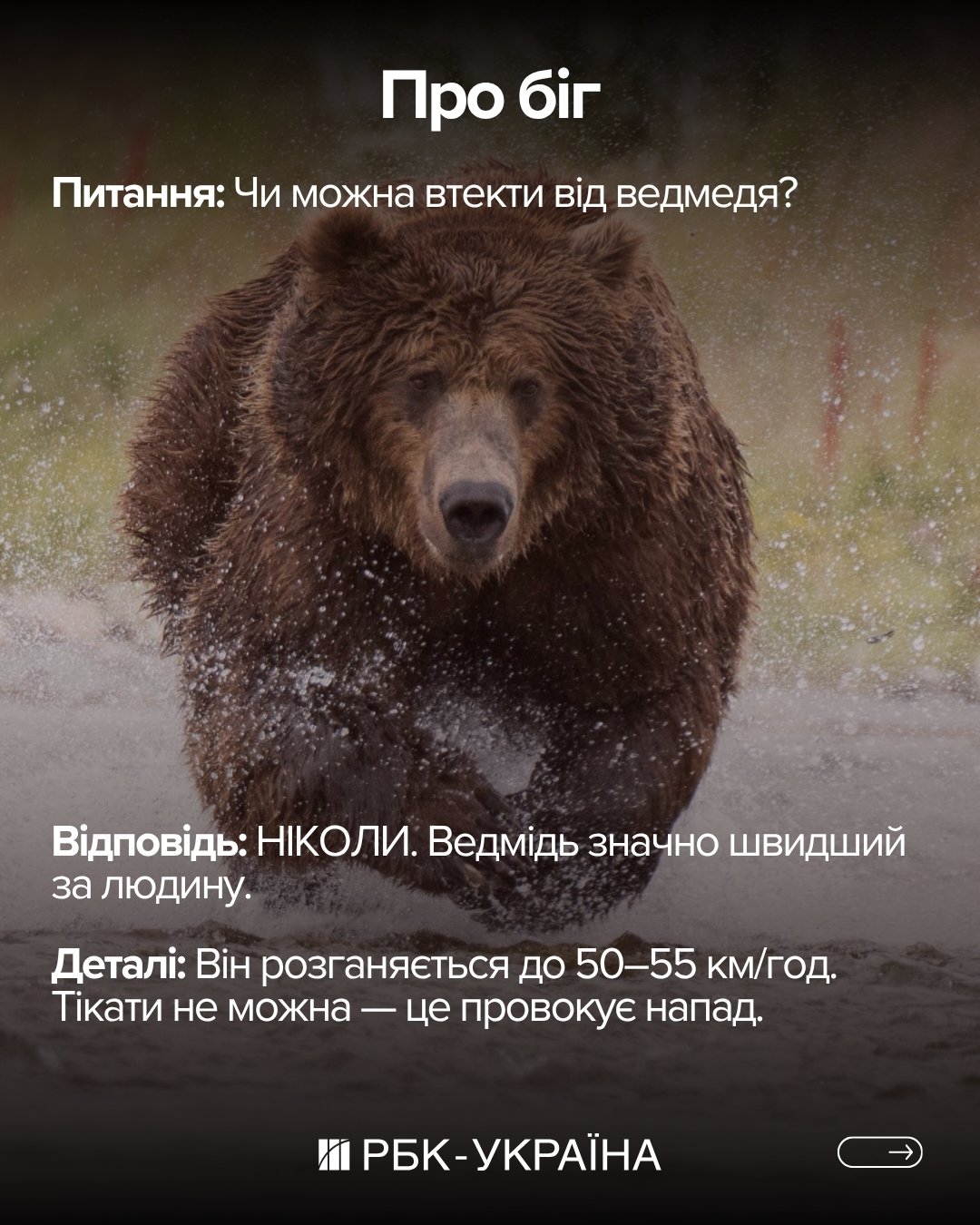 Правда чи міф: 10 фактів про ведмедів, у які ми вірили з дитинства