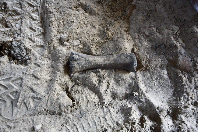 Кости на территории раскопок на Почтовой площади
