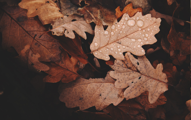 Останнє "бабине літо": коли чекати потепління до +17 градусів