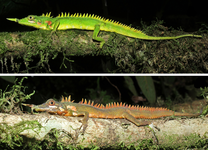 Вчені виявили носорогих драконів, яких вважали вимерлими: що відомо про рептилію