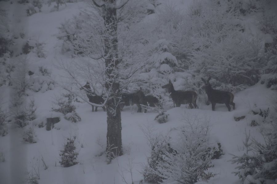 У засніжених Карпатах на схилі "засікли" сім'ю рідкісних лісових мешканців (фото)