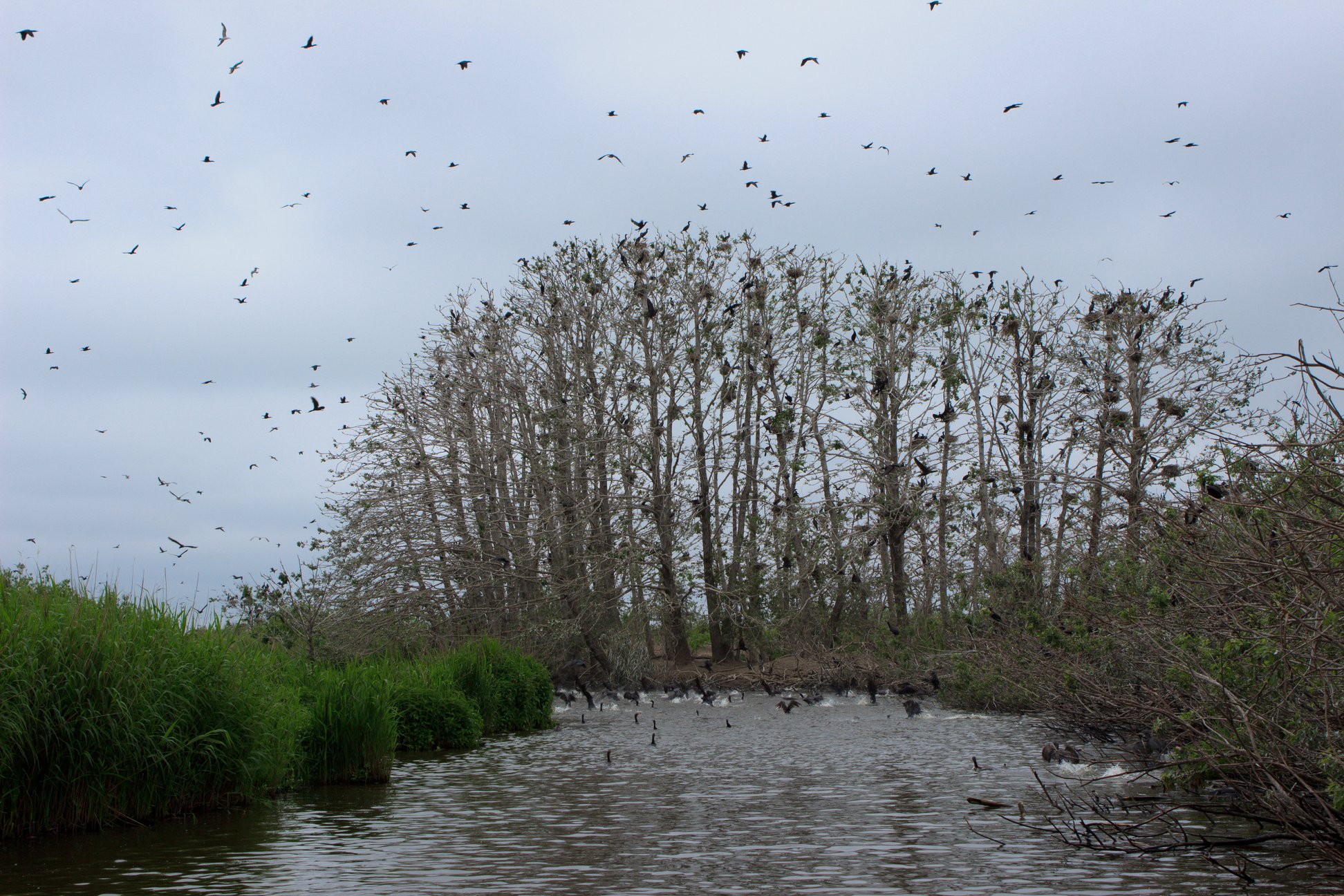 У Чорнобилі показали на яскравих фото заблукалого морського птаха-пірнальщика