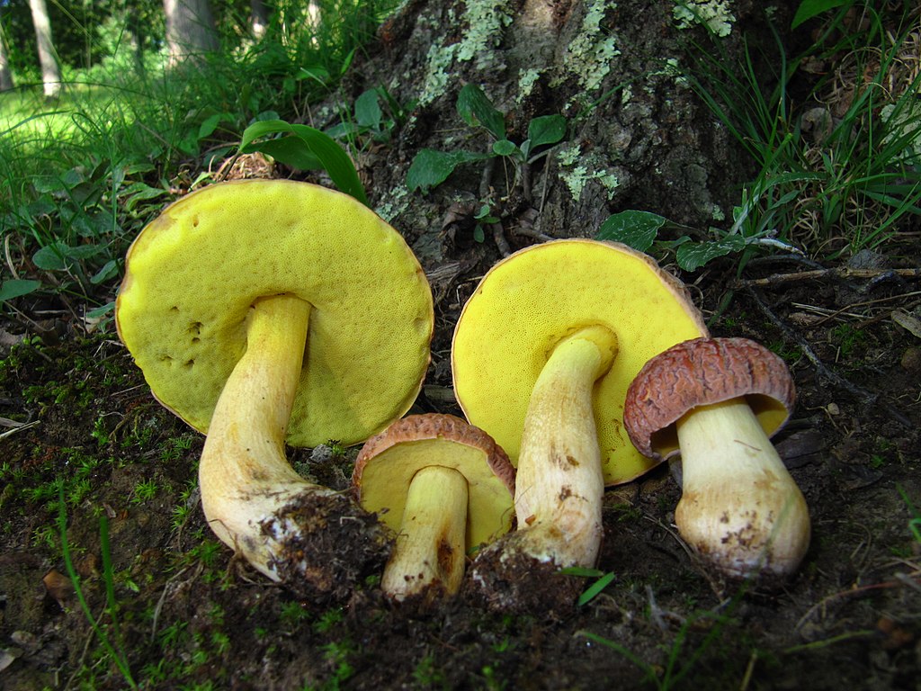 Грибний сезон у жовтні: де в Україні можна зібрати повні кошики