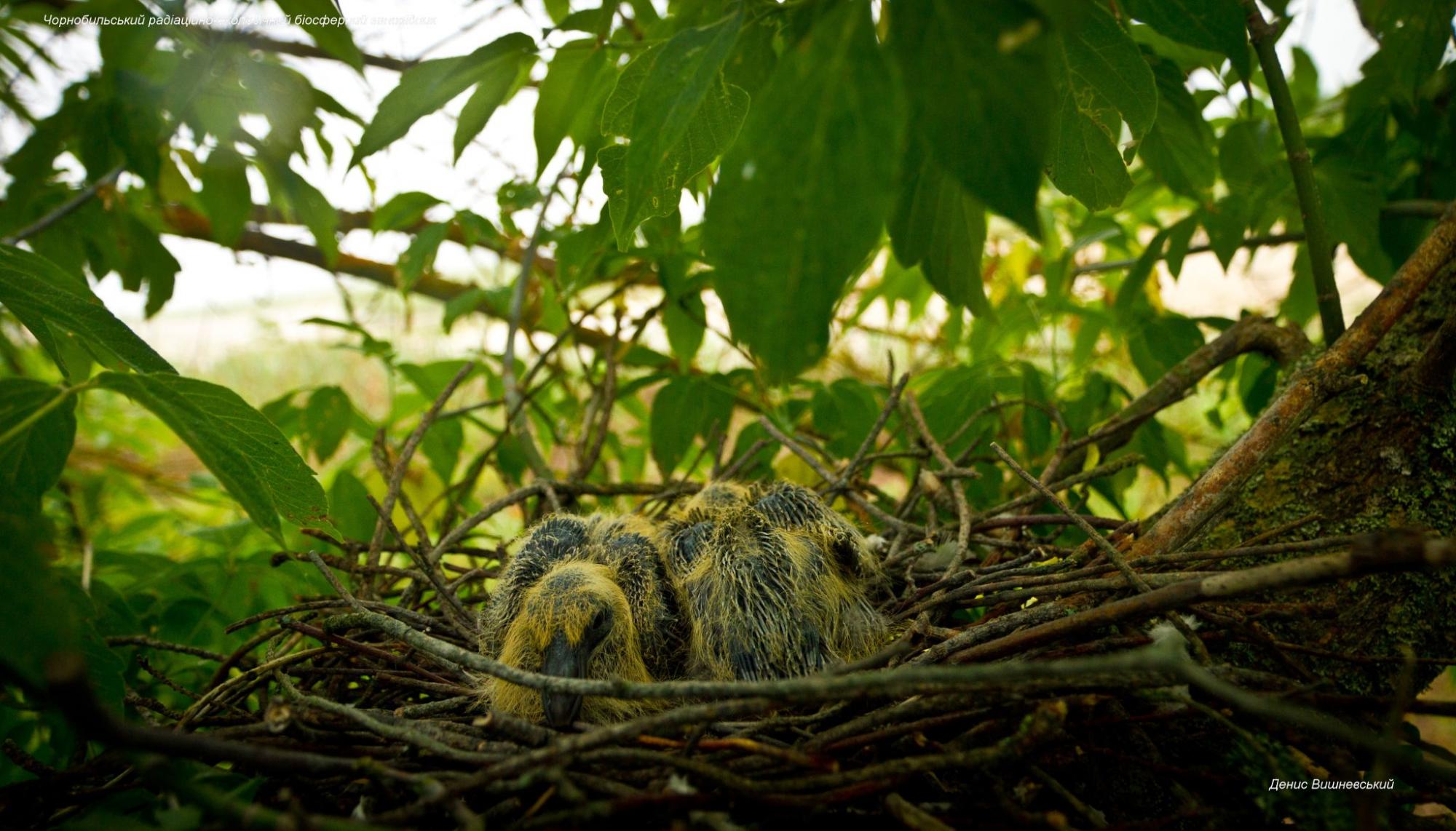 В Чернобыле показали птенцов редкой птицы: они выглядят очень странно