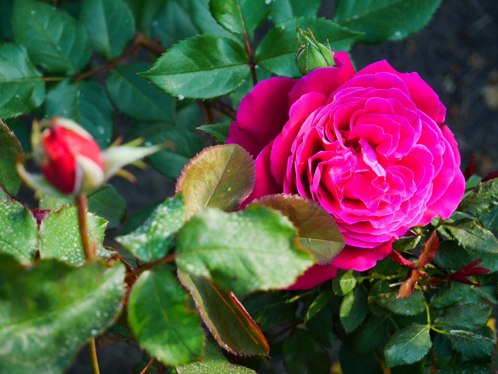 У Києві розпустилися унікальні троянди: неземну красу показали на фото