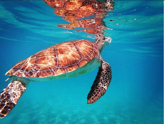 "Фантастично": екс-"ВІА Гра" в бікіні показала екзотичний підводний світ