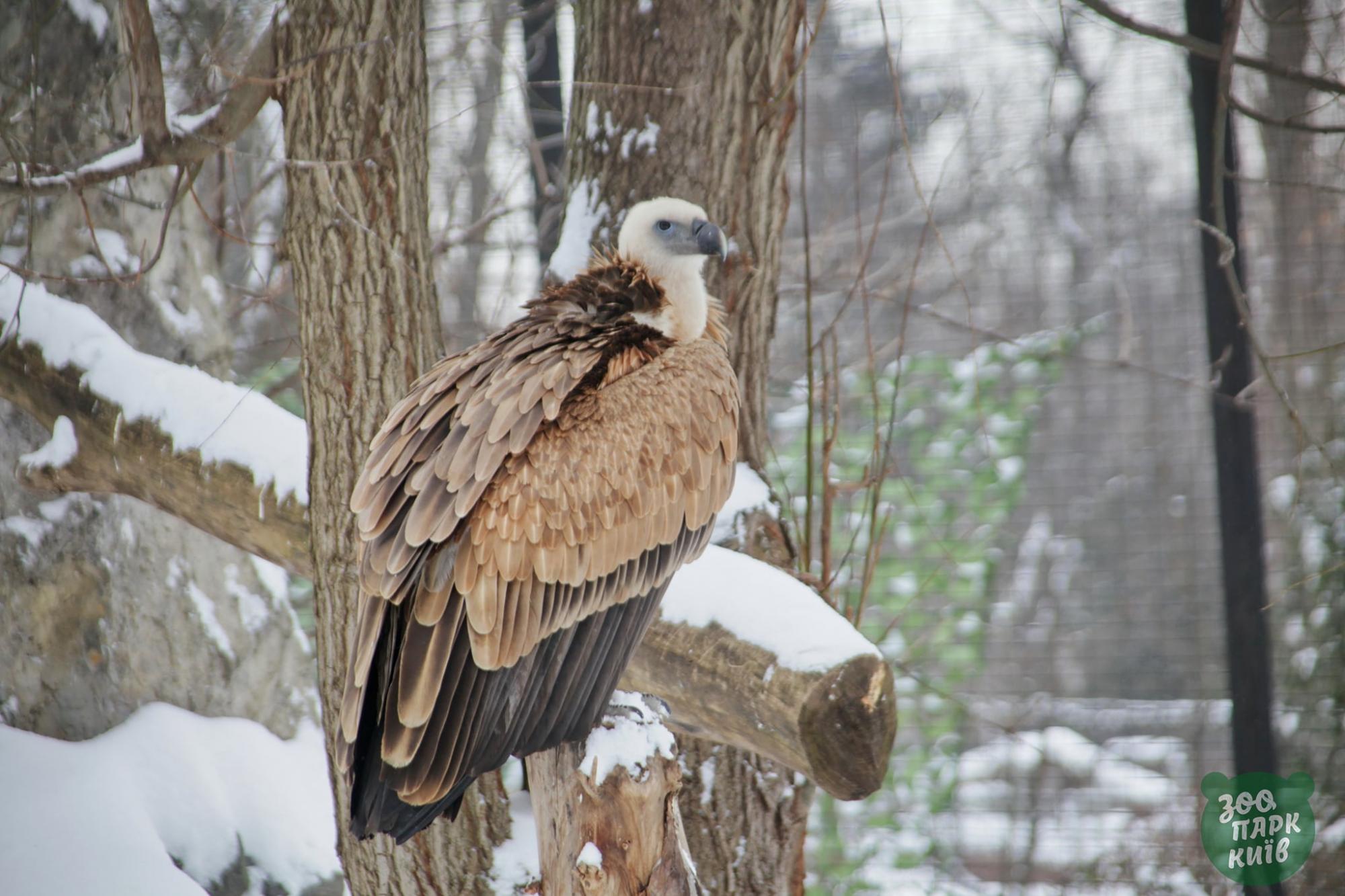 Ці неймовірно гарні фото з засніженого київського зоопарку піднімуть вам настрій