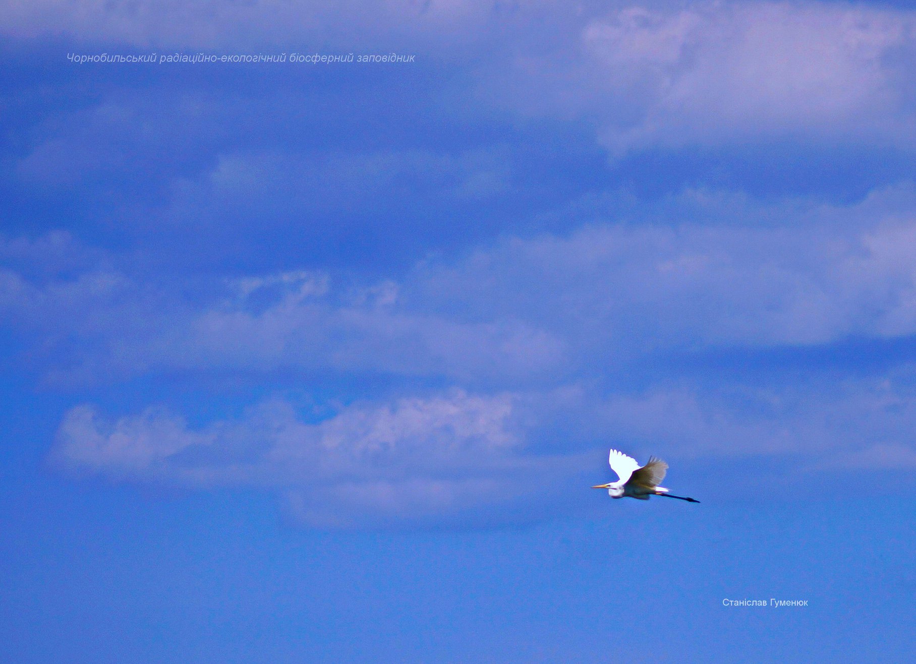 В Чернобыле показали птицу, которая может сгибать шею в трех местах (фото)