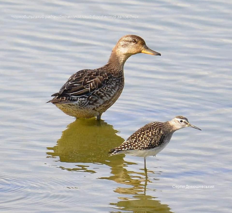 В Чернобыле появились редкие птицы: занесены в Красную книгу