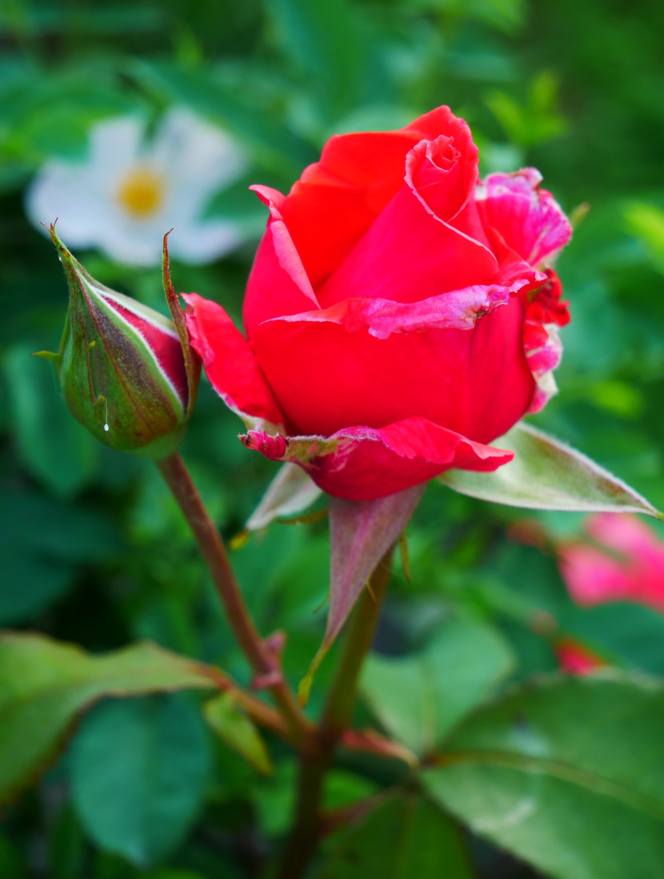 У Києві розпустилися унікальні троянди: неземну красу показали на фото