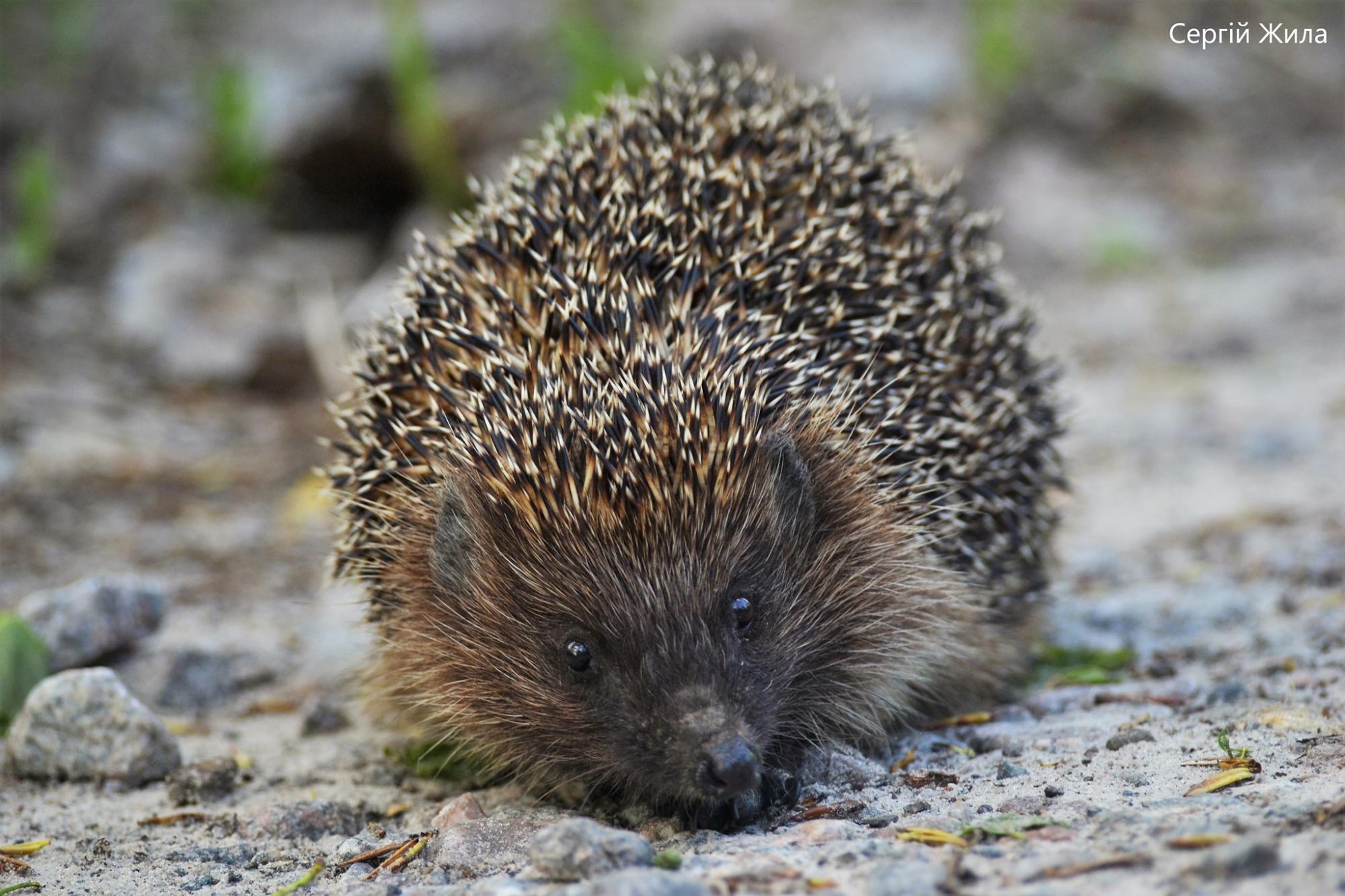 Маленький і колючий хижак: у Чорнобильській зоні зняли рідкісну тут тварину