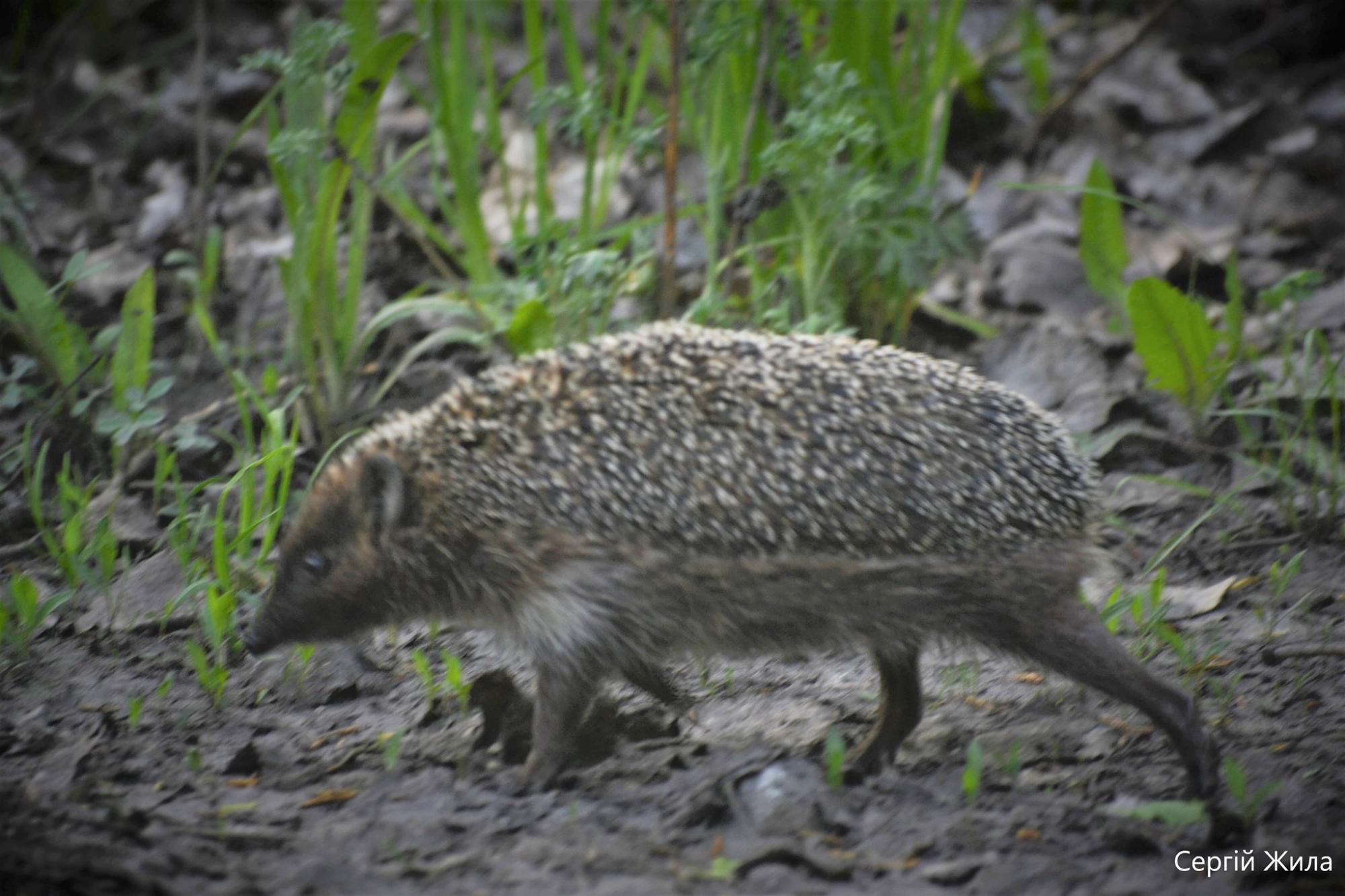 Маленький і колючий хижак: у Чорнобильській зоні зняли рідкісну тут тварину