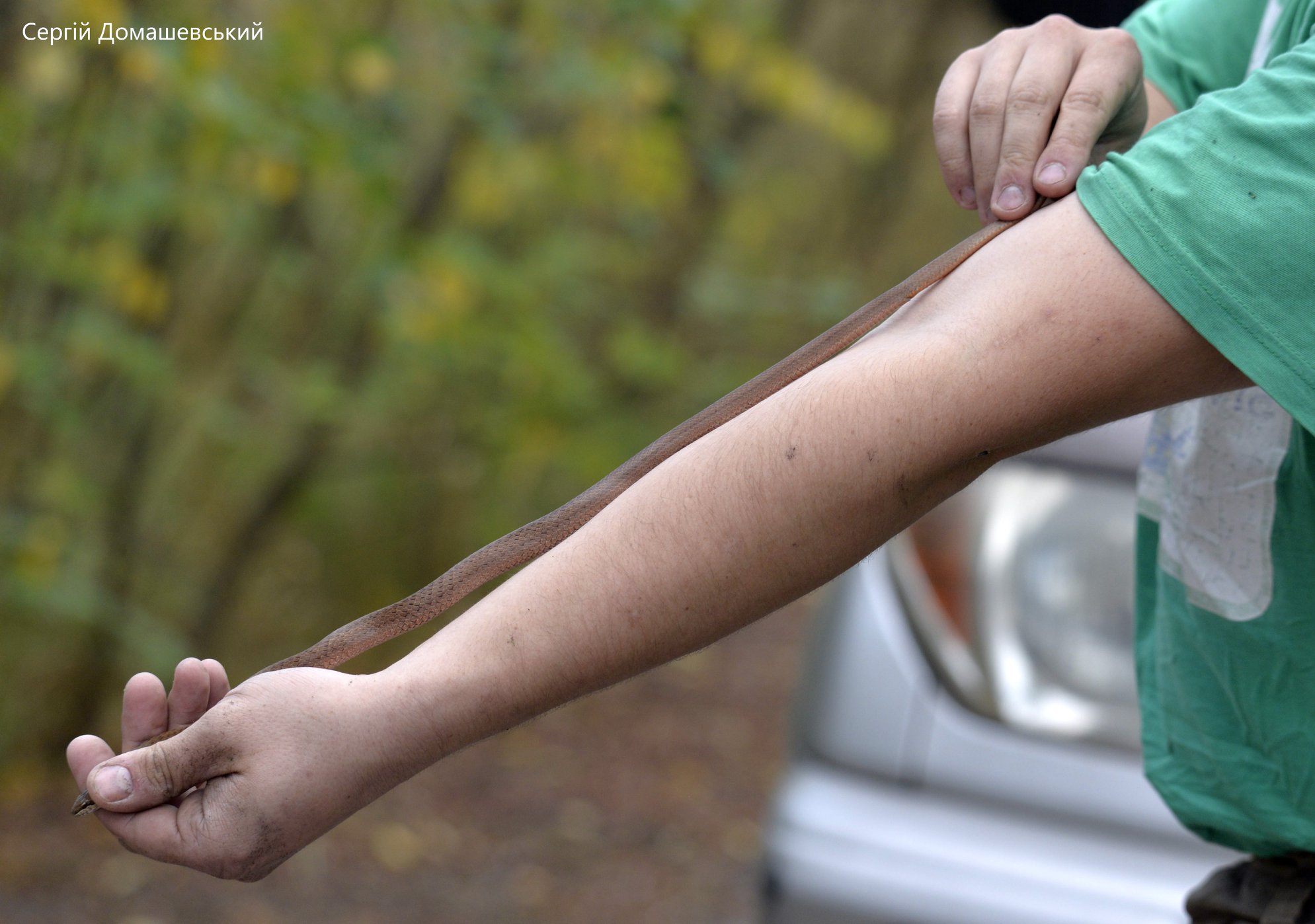 В Чернобыле ученые заметили редкую для Украины змею: фото рептилии