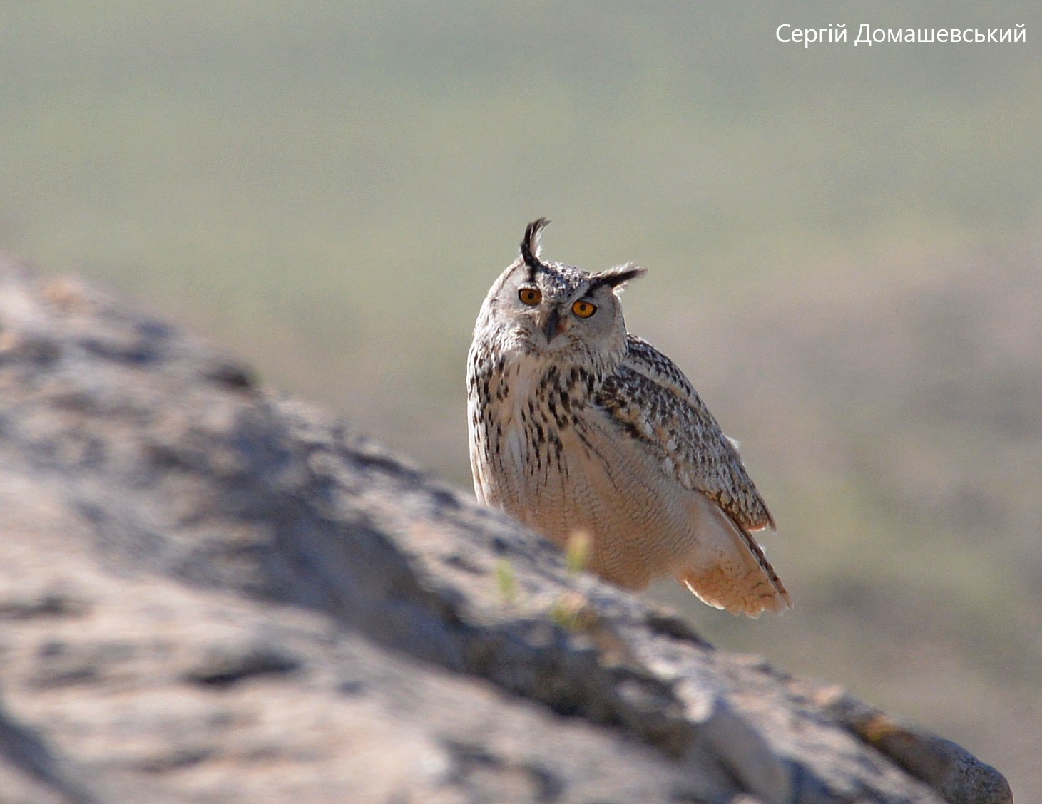 У Чорнобильській зоні побачили рідкісну птицю: вона голосно кричить