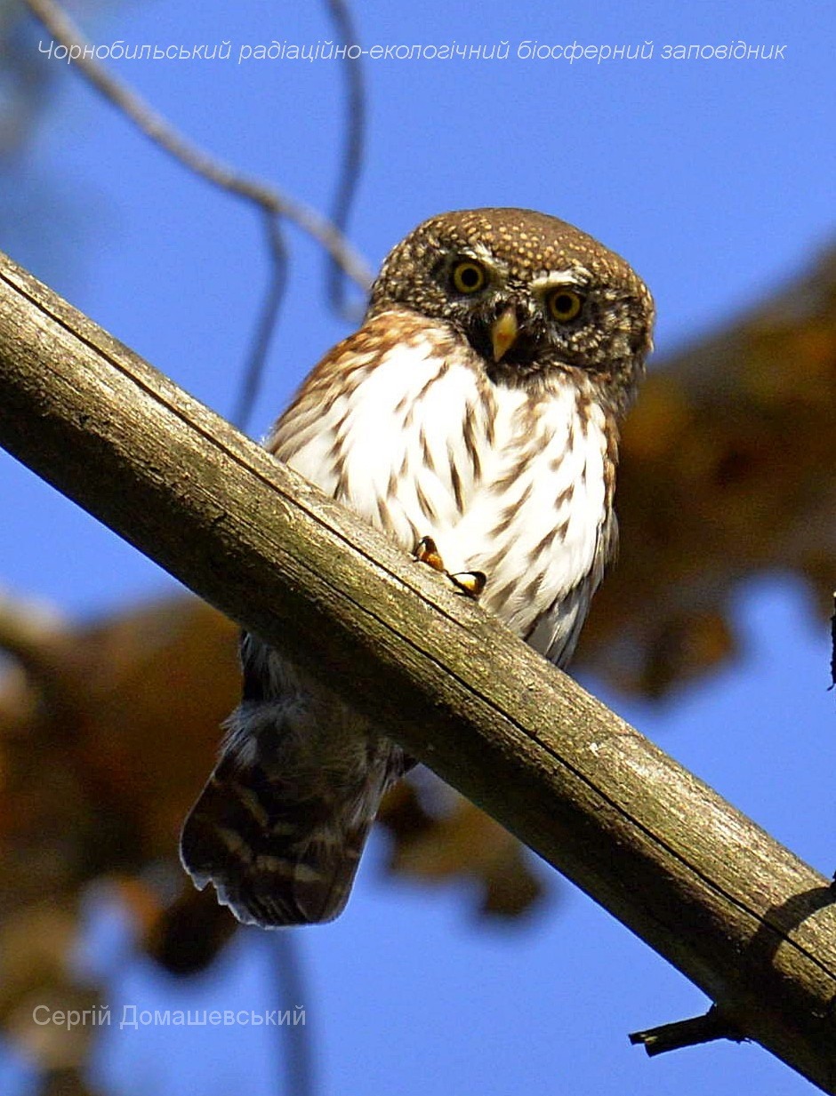 У Чорнобилі показали крихітну пташку-хижака: важить 80 грамів