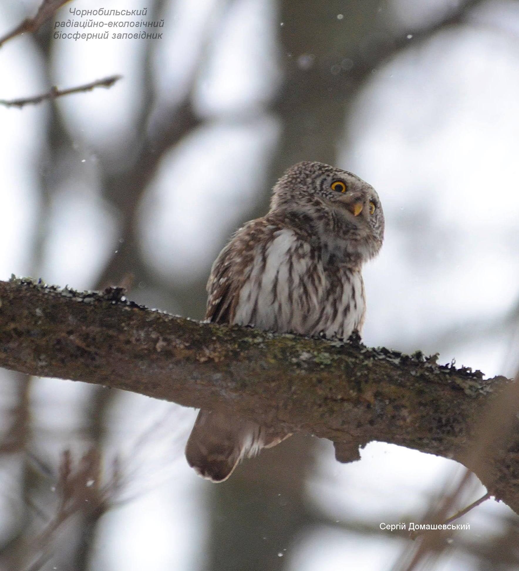 У Чорнобилі показали крихітну пташку-хижака: важить 80 грамів