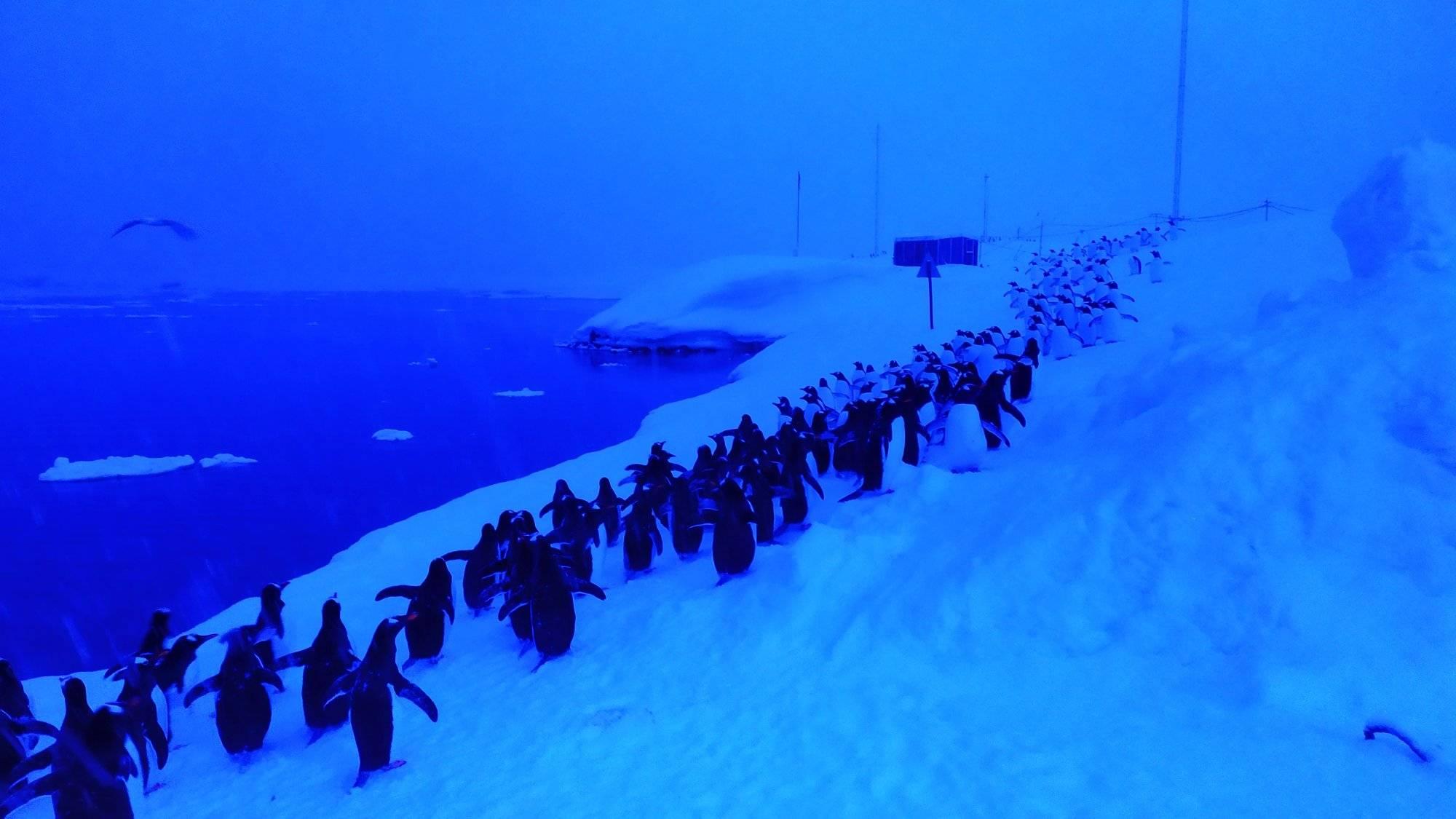 У черзі за морепродуктами: українські вчені показали приголомшливе фото пінгвінів в Антарктиді