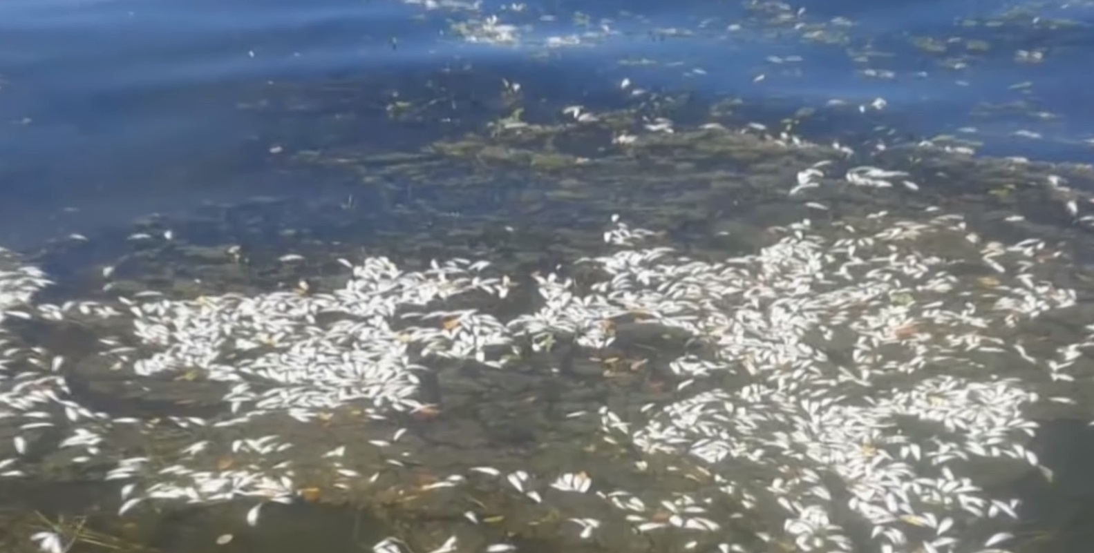 Екологічна катастрофа: у Дніпрі масово гине риба (відео)