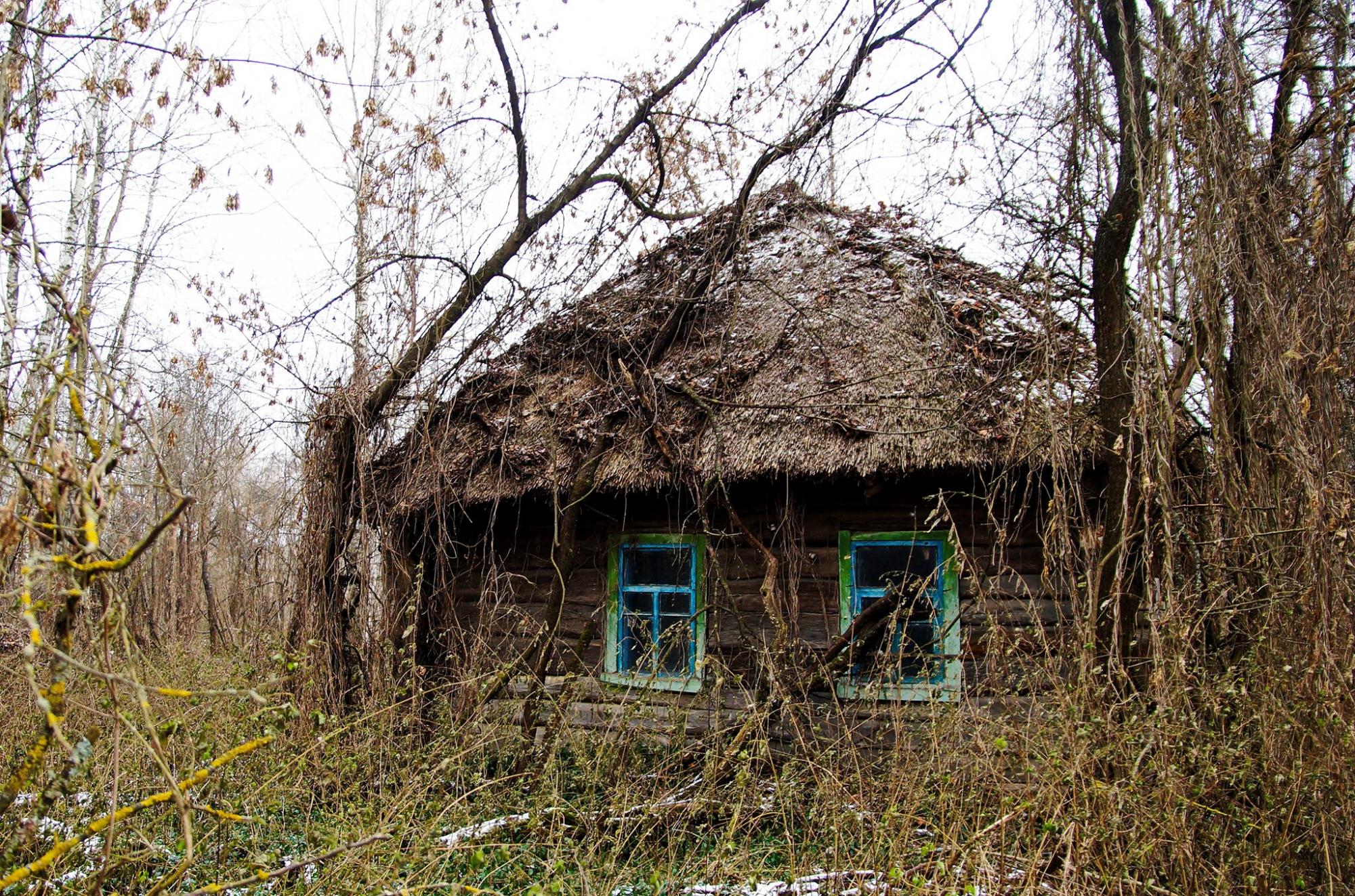 Картинки кто живет в чернобыле