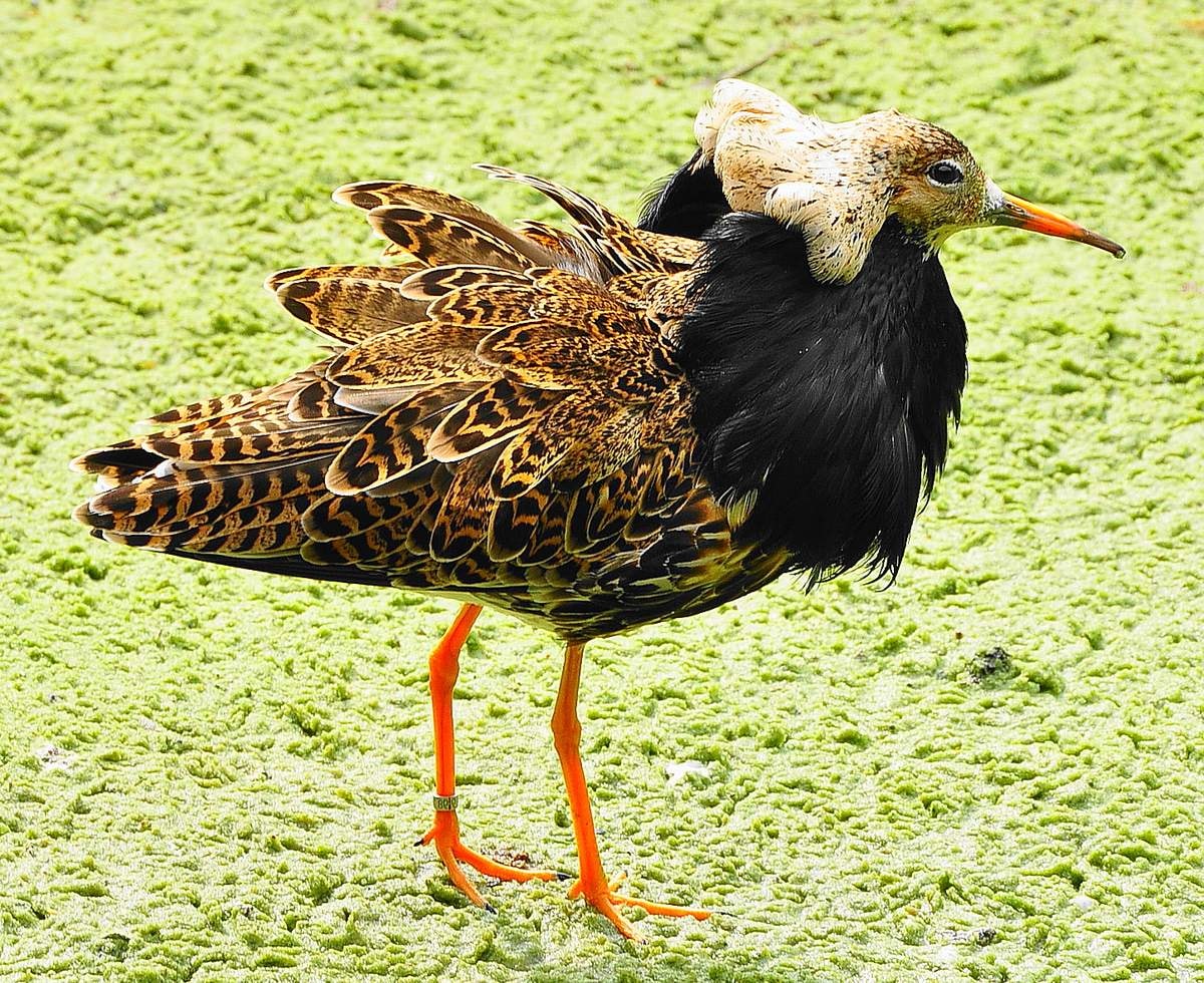 Таких птахів ви ще не бачили! Під Одесою помітили унікальних представників тундри