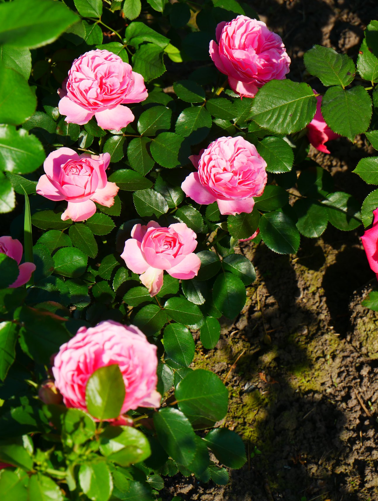 У Києві розпустилися унікальні троянди: неземну красу показали на фото