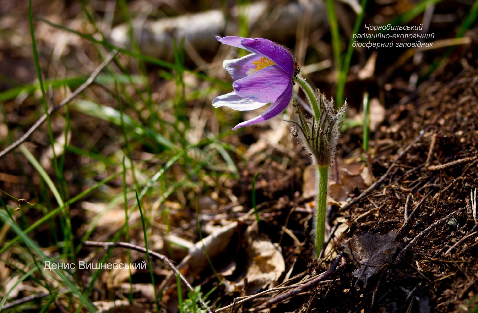 В Чернобыльской зоне найдены редкие цветы: их красота завораживает