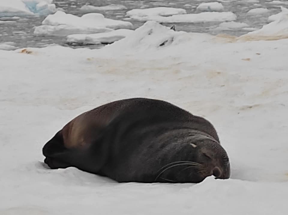Украинские полярники показали необычных гостей: приплыли и устроили лежбище