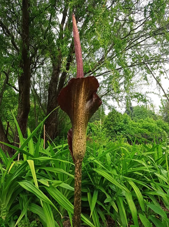 У парку Києва зацвів гігантський "Диявольський язик": яскраві фото