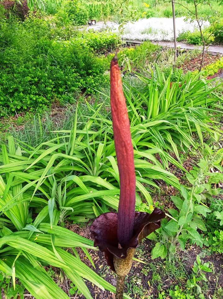 У парку Києва зацвів гігантський "Диявольський язик": яскраві фото