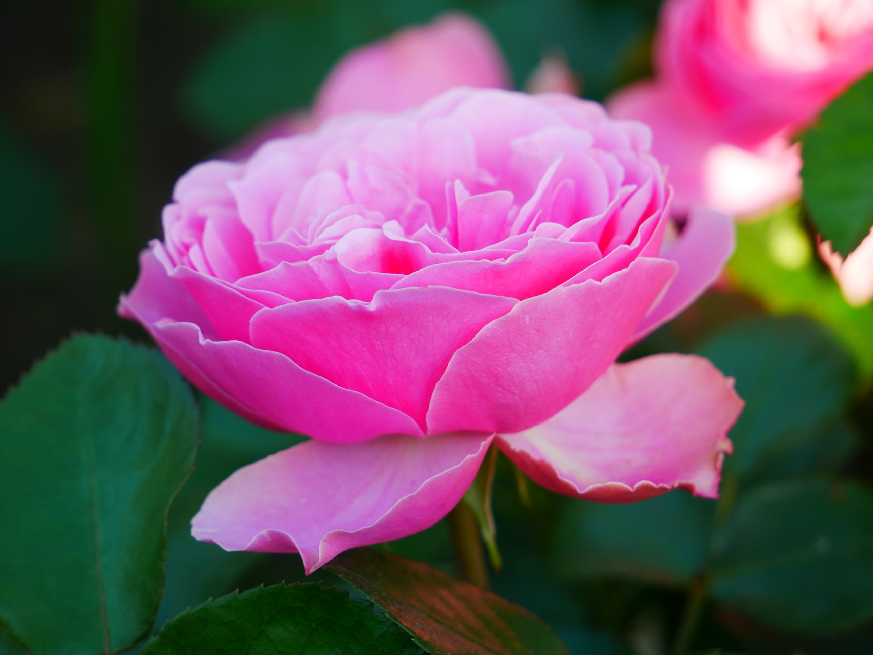 У Києві розпустилися унікальні троянди: неземну красу показали на фото