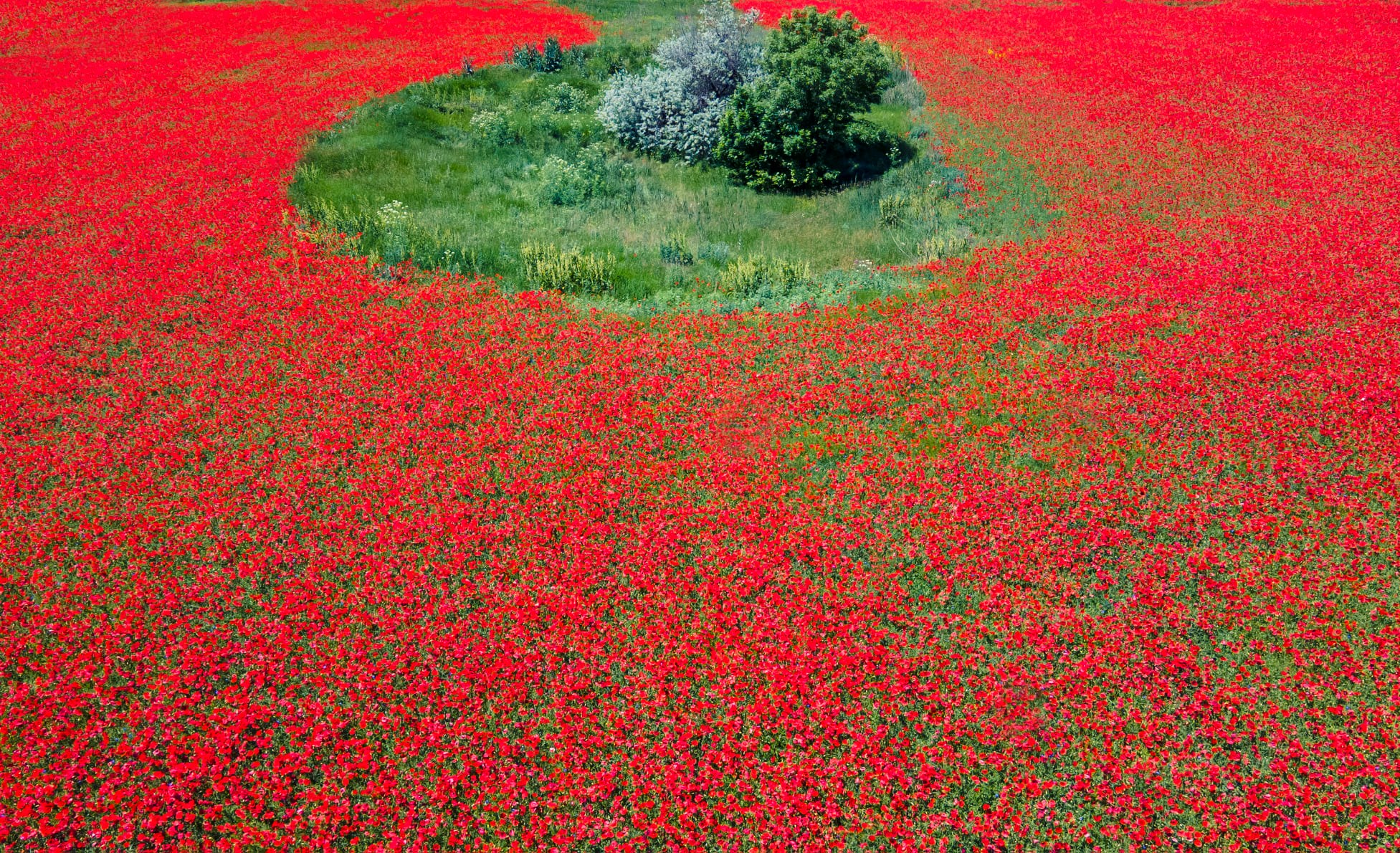 Жгучее маковое поле: украинцев поразили невероятно красивые фото