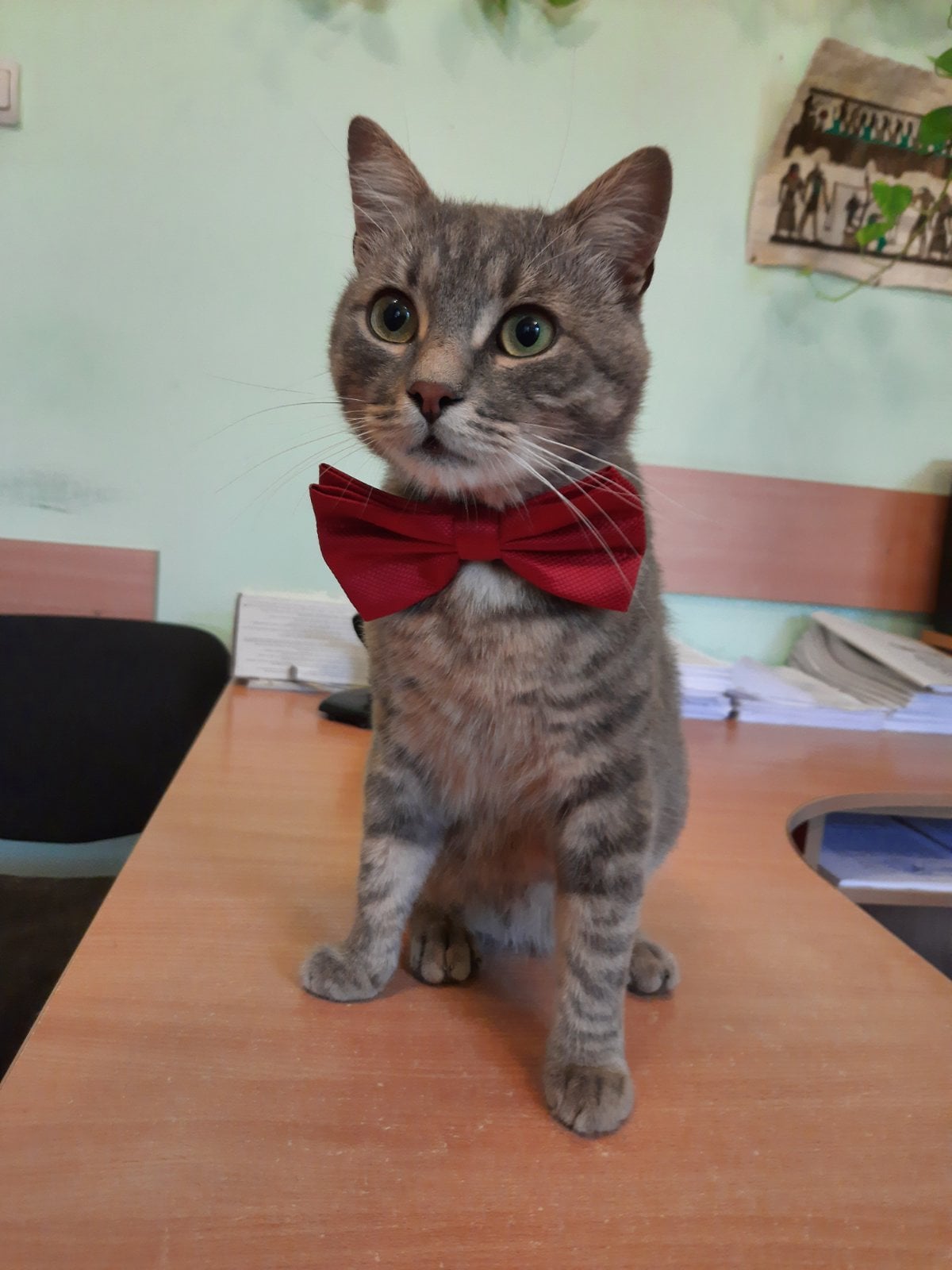 У Чернівцях комунальники взяли на роботу кота: зворушлива історія пухнастика