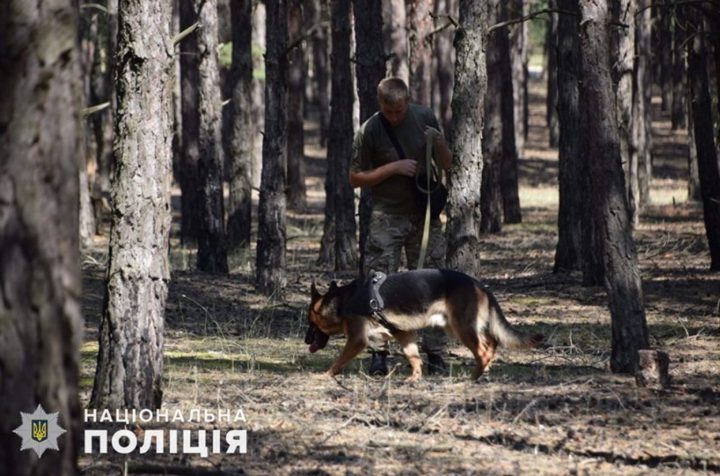 Привела прямо к ребенку: пропавшую в лесу под Николаевом девочку нашла собака