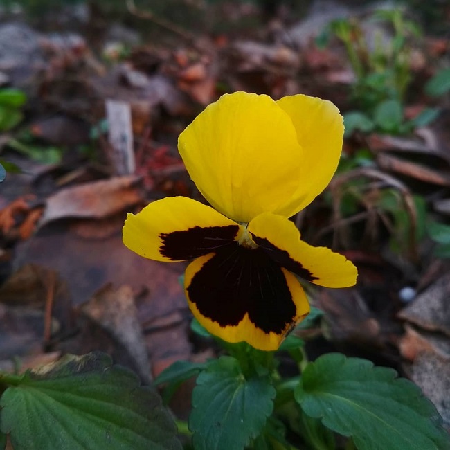 В Запорожье зацвели апрельские цветы: яркие фото предновогоднего чуда