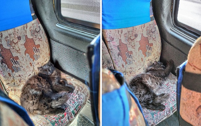 В запорожских маршрутках путешествует кот: ездит сам по себе