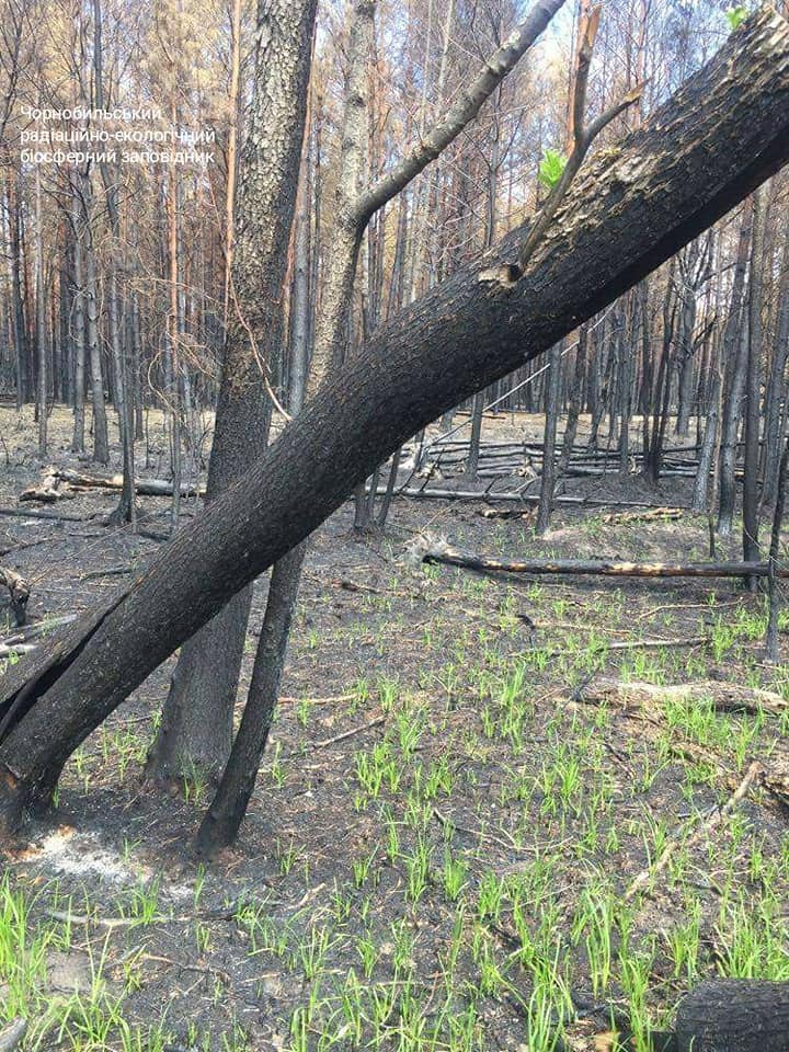 Фото пожарных чернобыля после пожара