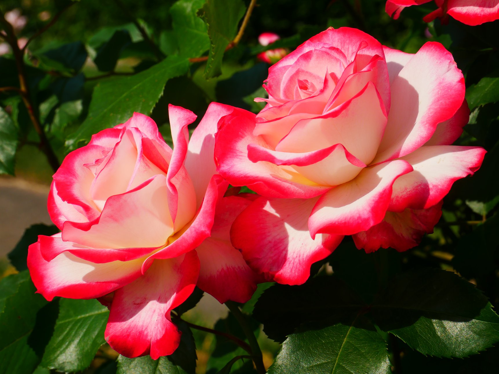 У Києві розпустилися унікальні троянди: неземну красу показали на фото