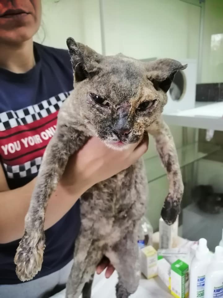 Ожоги и другие травмы: волонтеры показали животных, пострадавших в пожарах под Луганском