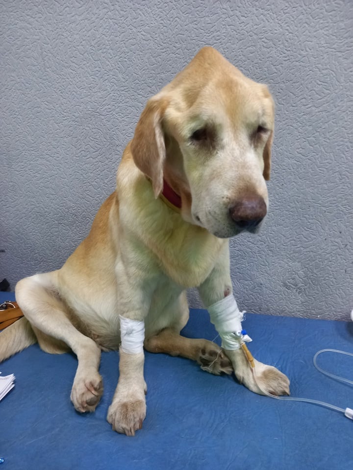 У Запоріжжі чоловік вибив собаці обидва ока, але вона продовжувала любити господаря