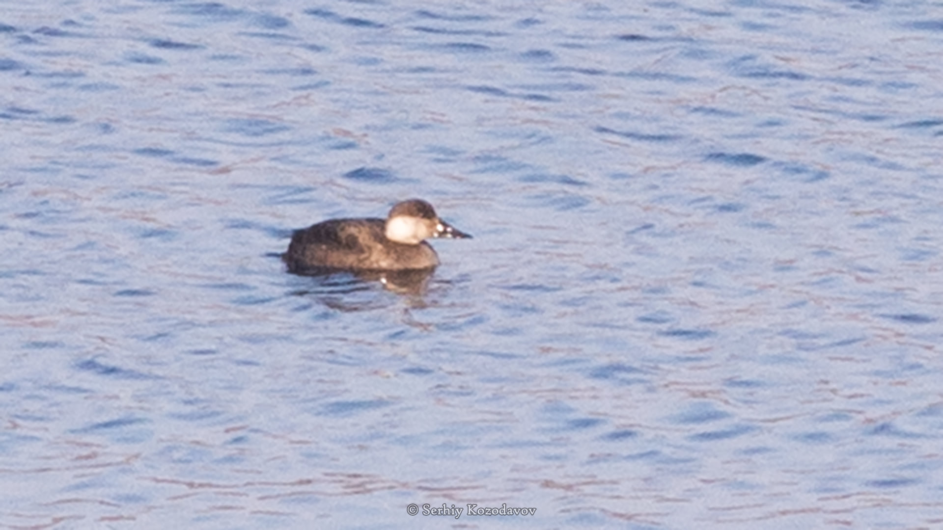 На Хортиці вчені виявили новий вид птахів (фото)
