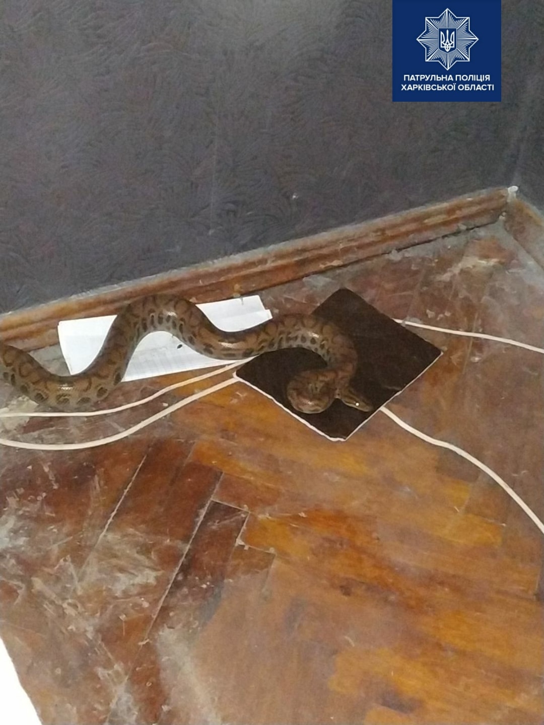 У Харкові жінка знайшла пітона в квартирі під ліжком (фото)