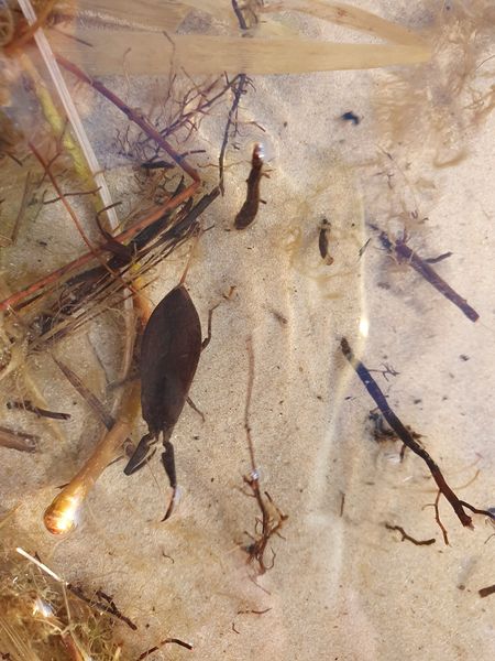 У Києві на озері виявили скорпіона: відпочивальників просять бути обережними (фото)