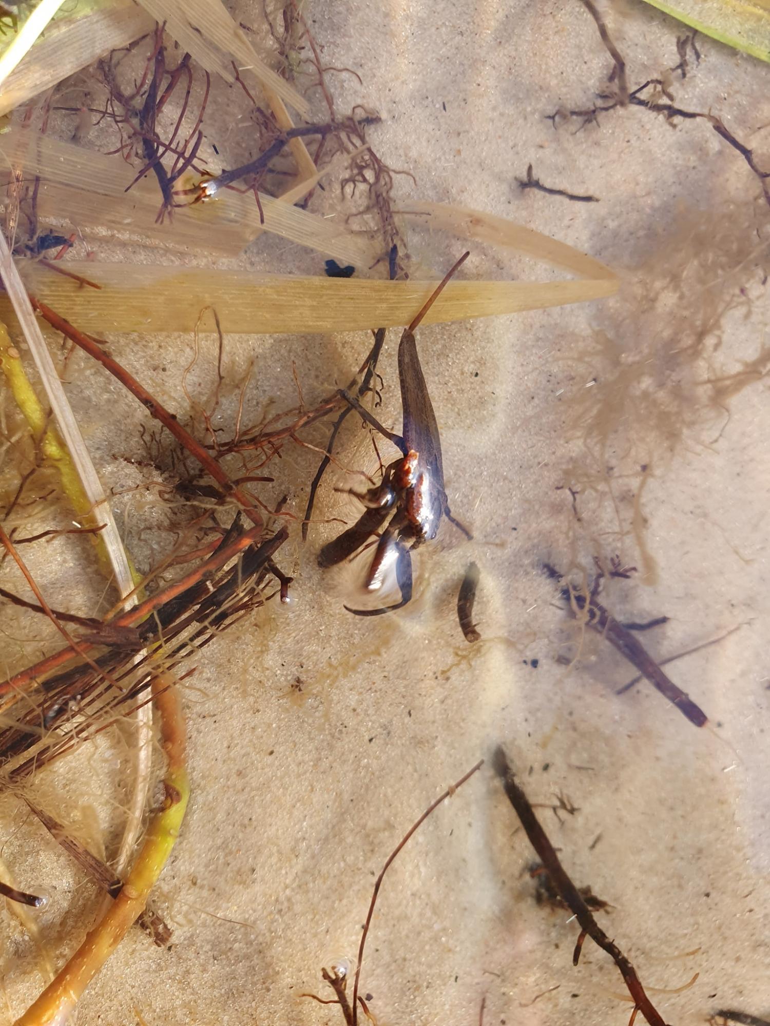 У Києві на озері виявили скорпіона: відпочивальників просять бути обережними (фото)