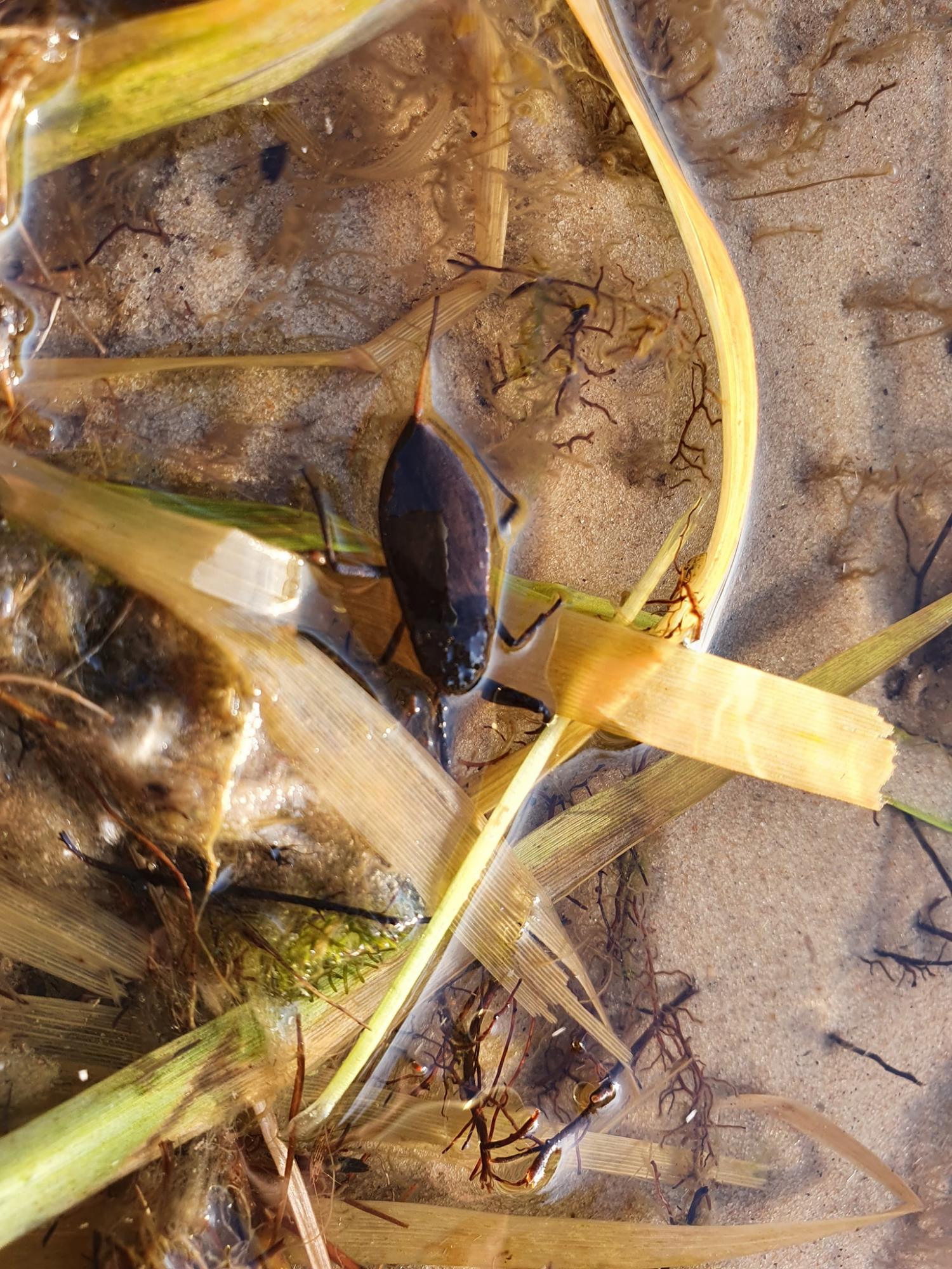 У Києві на озері виявили скорпіона: відпочивальників просять бути обережними (фото)