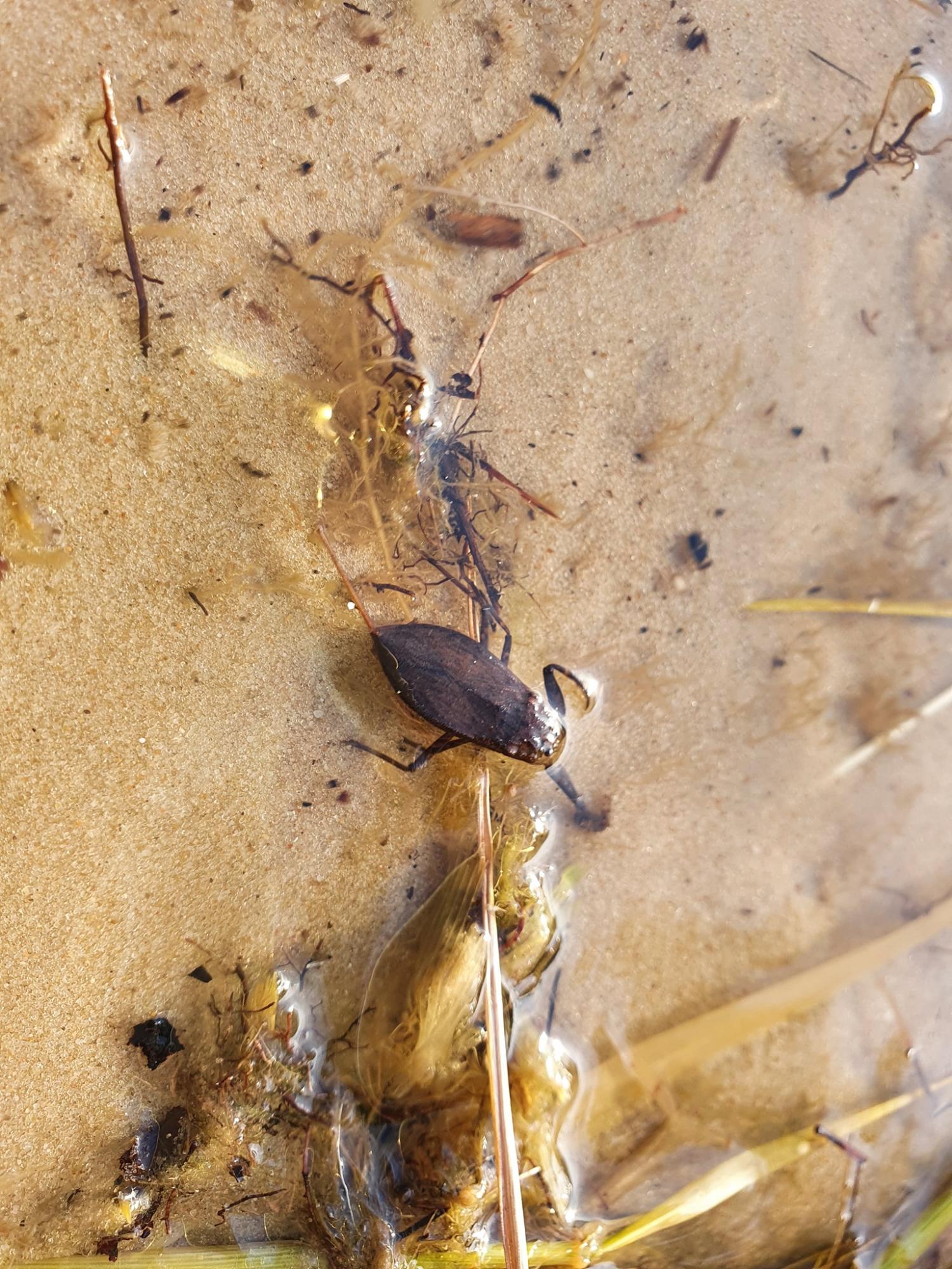 У Києві на озері виявили скорпіона: відпочивальників просять бути обережними (фото)