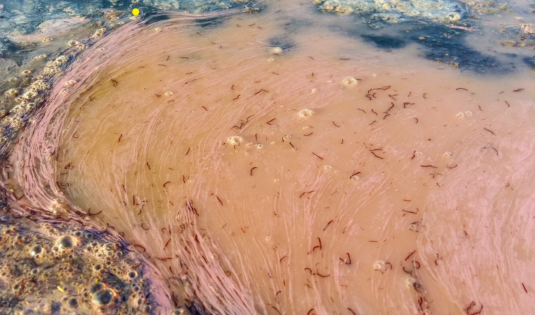 Под Одессой рой комаров атаковал нацпарк: "как будто клубы дыма" (фото)