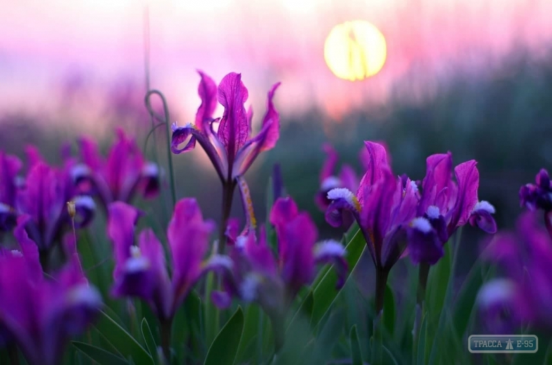 Под Одессой на Новый год распустилось множество летних цветов: яркие фото