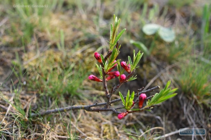Под Одессой на Новый год распустилось множество летних цветов: яркие фото