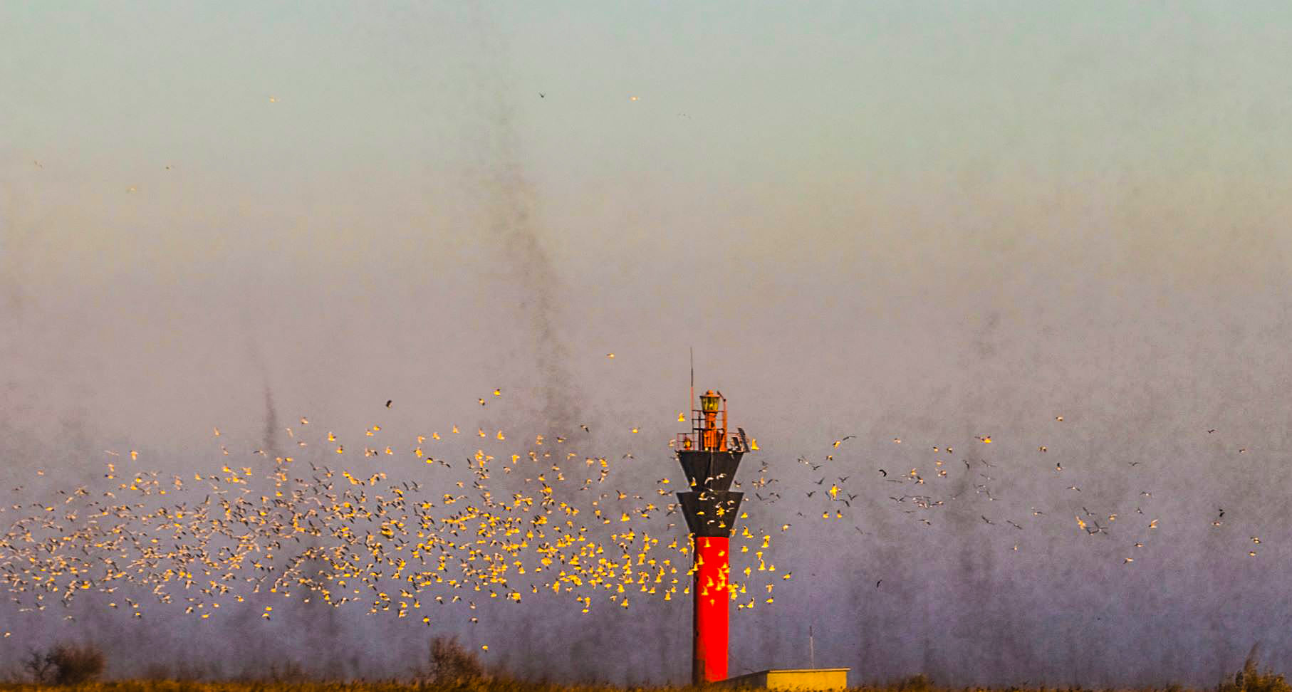 Под Одессой рой комаров атаковал нацпарк: "как будто клубы дыма" (фото)